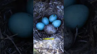 Cuckoo Chick Tosses Siblings Out of Nest 😱 #shorts