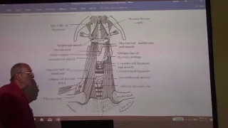 Anatomy of head & neck 47 ( Supra & infra-hyoid muscles , part 1 ) , by Dr. Wahdan