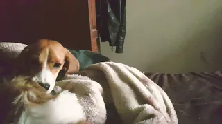 3 month old shihtzhu (penny) annoying her elder sister phoebe (beagle)