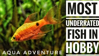 The most UNDERRATED fish in hobby | Aqua adventure |