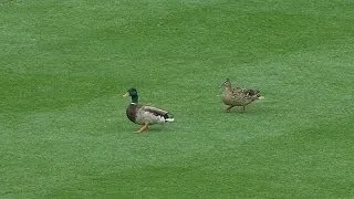 Ducks make their home in the outfield