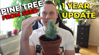 Pine Tree, 1 Year Update! (Grown from seed) - Part 3