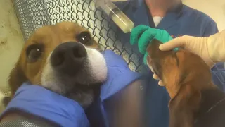 Lab set to kill 80 dogs. Release them!