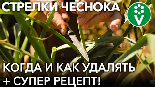 НЕ ВЫЛАМЫВАЙТЕ СТРЕЛКИ У ЧЕСНОКА, пока не посмотрите это видео! Супер-рецепт из чесночных стрелок