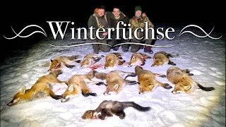 Fuchsjagd - Tipps zur Lockjagd auf Füchse im Schnee #waldvierteljagd