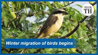 Winter migration of birds to the Indian subcontinent begins