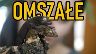 Gekon omszały (Mniarogekko chahoua)