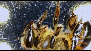 Honeybee Ties a Slipknot