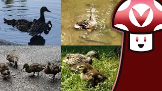 [Vinesauce] Vinny - Duck & Goose Status Report #2