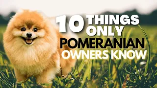 10 Things Only Pomeranians Dog Owners Know