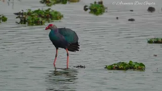 Grey-headed swamphen at Saul kere lake