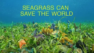 Marine Plants Can Save the World | Part 1: Seagrass