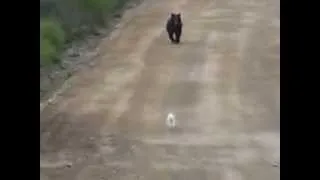 Медведь съел кошку