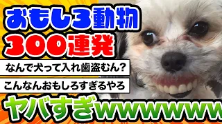 【2ch動物スレ】【豪華】ツッコミどころ満載なおもしろ動物動画300連発！