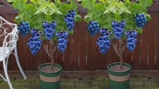 How i growing grapes tree from grapes fruit