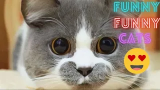 New Funny Cats and Dogs Videos 😂 2 Hour Of Funniest Animals 2024  !😸 😸 Funniest Cats 😸 Part 27