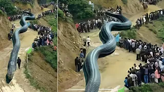 10 BIGGEST Snakes In The World Ever Found