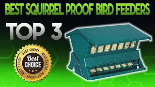 Best Squirrel Proof Bird Feeders 2020 - Squirrel Proof Bird Feeder Review