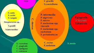 Пародонтопатогенная микрофлора полости рта. Часть I