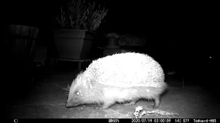 Hedgehog boar snorting