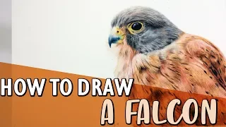 HOW TO DRAW A FALCON | Kestrel Coloured Pencil Tutorial