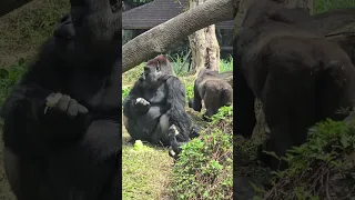 金剛猩猩Gorilla/Taipei Zoo