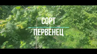 Фундук сорта Первенец. Стабилен и надежен, итоги-23