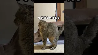 家猫歴1ヶ月…ご飯の時間を覚えた元野良猫はこうなる #shorts