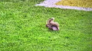 Squirrel runs on the football field- Stops the play. 4K HD ( funny video )