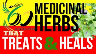 60 POWERFUL💪🏿 Medicinal Herbs Of Jamaica! How many can you recognize? #herbal