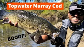 Topwater Murray Cod in Crystal Clear Water
