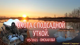 Охота с подсадной уткой в Омской обл. (05-2021)