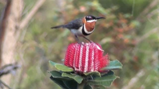 Australian Honeyeaters (Meliphagidae)