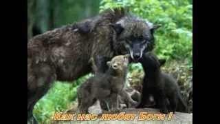 Шансон!!Волки!!! Chanson! Wolves!