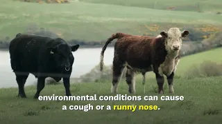 How do we know if a cow is sick?