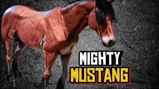This Breed Deserves More Respect : Wild Bay Mustang : A Brave Breed