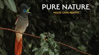 Pure Nature :  Mkuze Game Reserve