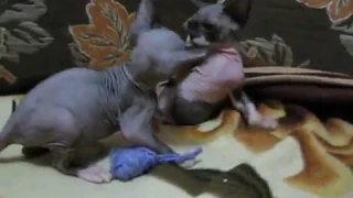 Котята канадский сфинкс / Canadian Sphinx kittens are played