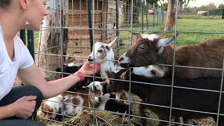 Saying Goodbye to the Dwarf Goats (And Why Downsizing Doesn't = Failure)