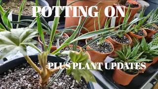 POTTING ON ROOT BOUND PLANTS, PLUS UPDATES