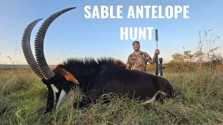 Heart-Pounding Action: Sable Antelope Bow Hunting Adventure