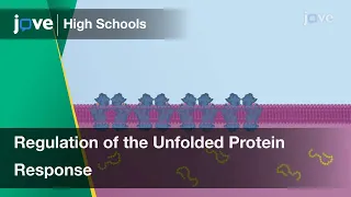 Regulation of the Unfolded Protein Response | Cell Bio | Video Textbooks - Preview