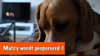 Matzy wordt geopereerd | DierenpraatTV