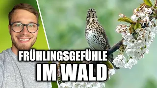 Die Geheimnisvolle Welt der Singdrossel