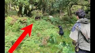 Pig Hunting In The Back Country // NZ Pig Hunting