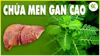 Bài Thuốc Quý Hơn Vàng Chữa MEN GAN CAO | Chỉ 7 Ngày Đã Hạ Được Men Gan | TCL