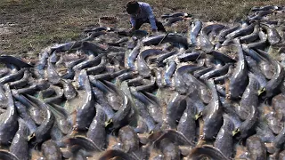 amazing fishing! a lot of catch fish and eggs after dry water by skill hand ! fisherman skill catch