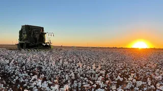 The start of cotton harvest 2022