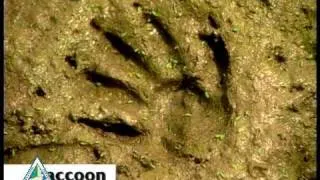 Animal Tracks