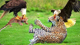 Eagle Snatches Baby Leopard, Mother Leopard's Dark Day When She Can't Save Her Baby